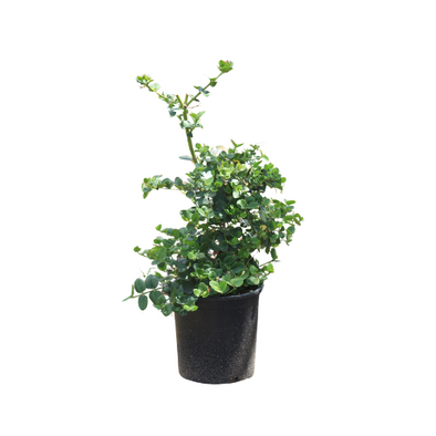 Carissa macrocarpa | Prunier de Natal - Botanimar