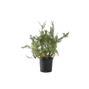 Atriplex - Botanimar