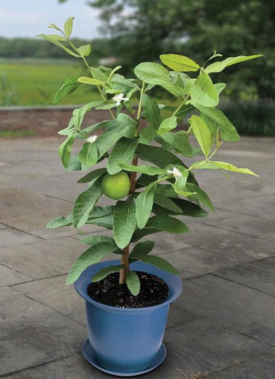 Guava 5L - Botanimar