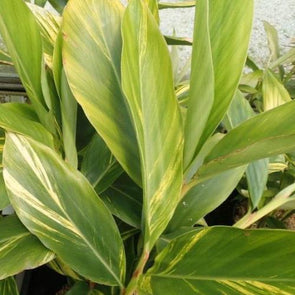 Alpinia jaune - Botanimar