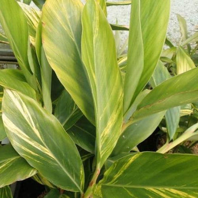 Alpinia jaune - Botanimar