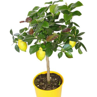 Citron 4 Saisons 5L - Botanimar