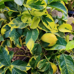 Citronier Panache - Botanimar