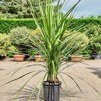 Cordyline Australis - Botanimar