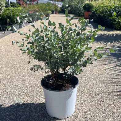 Eucalyptus 5L - Botanimar