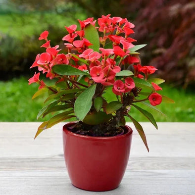 Euphorbia Milii - Botanimar