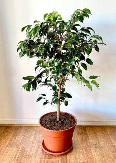 Ficus Benjamina - Botanimar