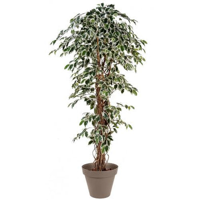 Ficus Panache 20L - Botanimar