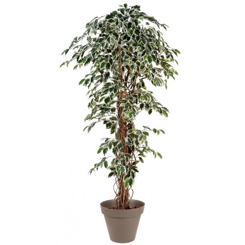 Ficus Panache 20L - Botanimar