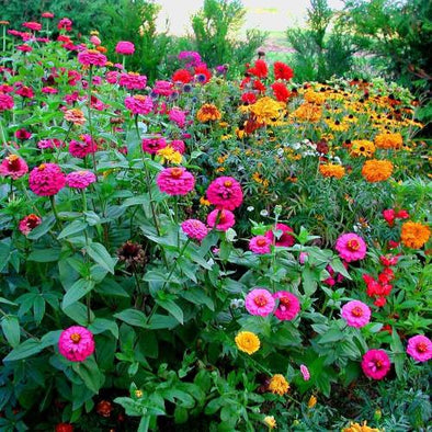 Fleurs Divers - Botanimar