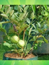 Guava 5L - Botanimar