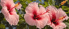 Hibiscus Grand - Botanimar