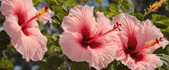 Hibiscus Grand - Botanimar