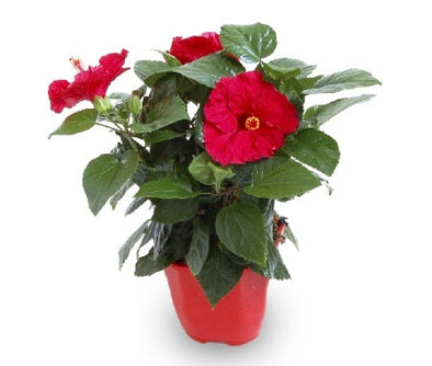 Hibiscus Rouge 2L - Botanimar