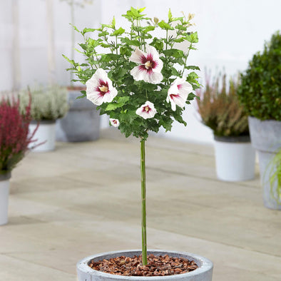 Hibiscus Rose - Botanimar