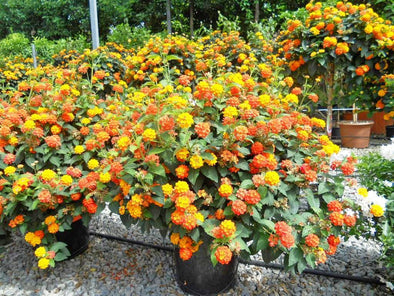 Lantana - Botanimar