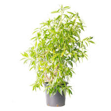 Myoporum Laetum 20L - Botanimar