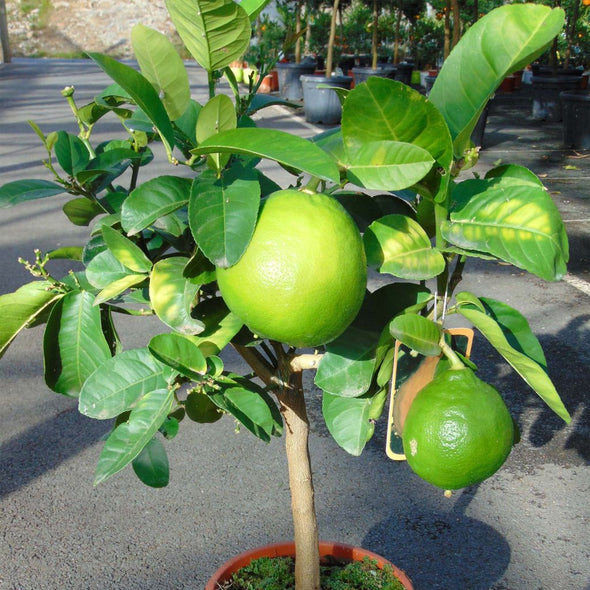 Pamplemousse Jaune 85L - Botanimar