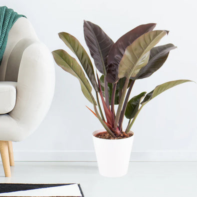 Philodendron - Botanimar