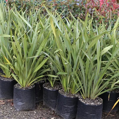 Phormium petit - Botanimar