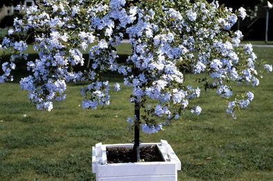 Plumbago - Botanimar
