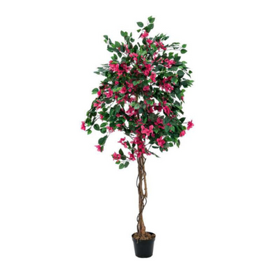 Bougainvillier 7L - Botanimar