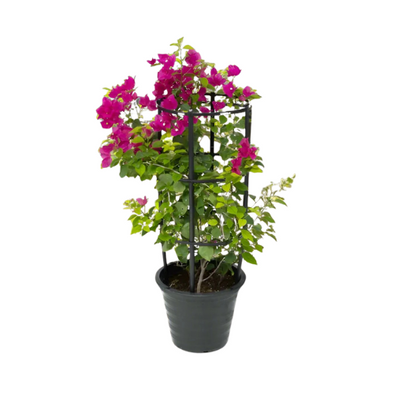 Bougainvillier 5L - Botanimar