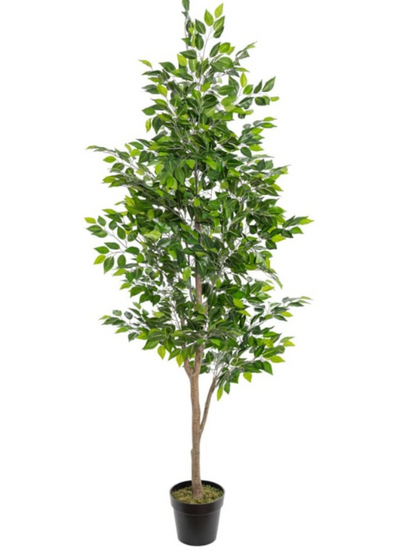 Ficus Exterieur - Botanimar