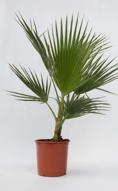 Washigtonia 10L - Botanimar