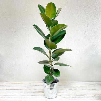 Caoutchouc Diamètre 20cm - Botanimar