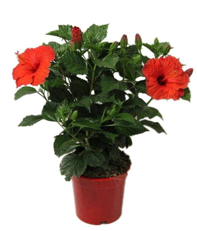 Hibiscus Grand - Botanimar