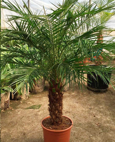 Phonix roebelenii Grand - Botanimar