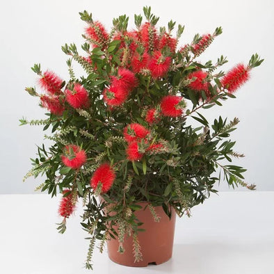 Callistemon Viminalis - Botanimar