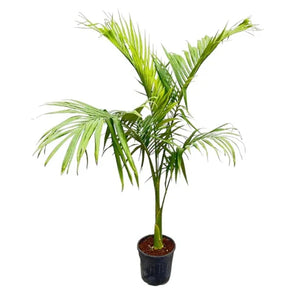 Cocotier Plumeux 0.5M - Botanimar