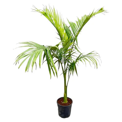 Cocotier Plumeux 0.5M - Botanimar